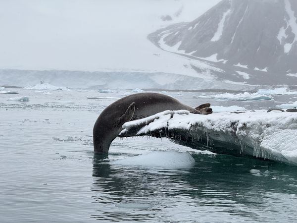 Seal Peeks Under the Water thumbnail