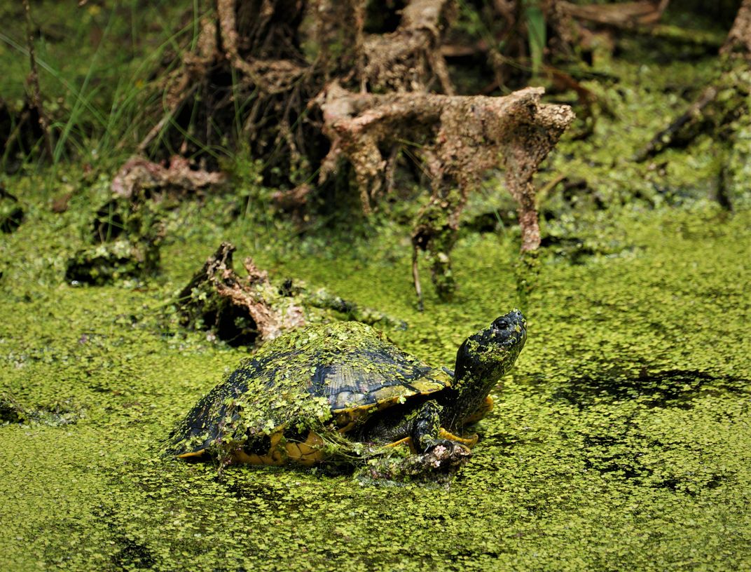 Turtle in the swamp Smithsonian Photo Contest Smithsonian Magazine