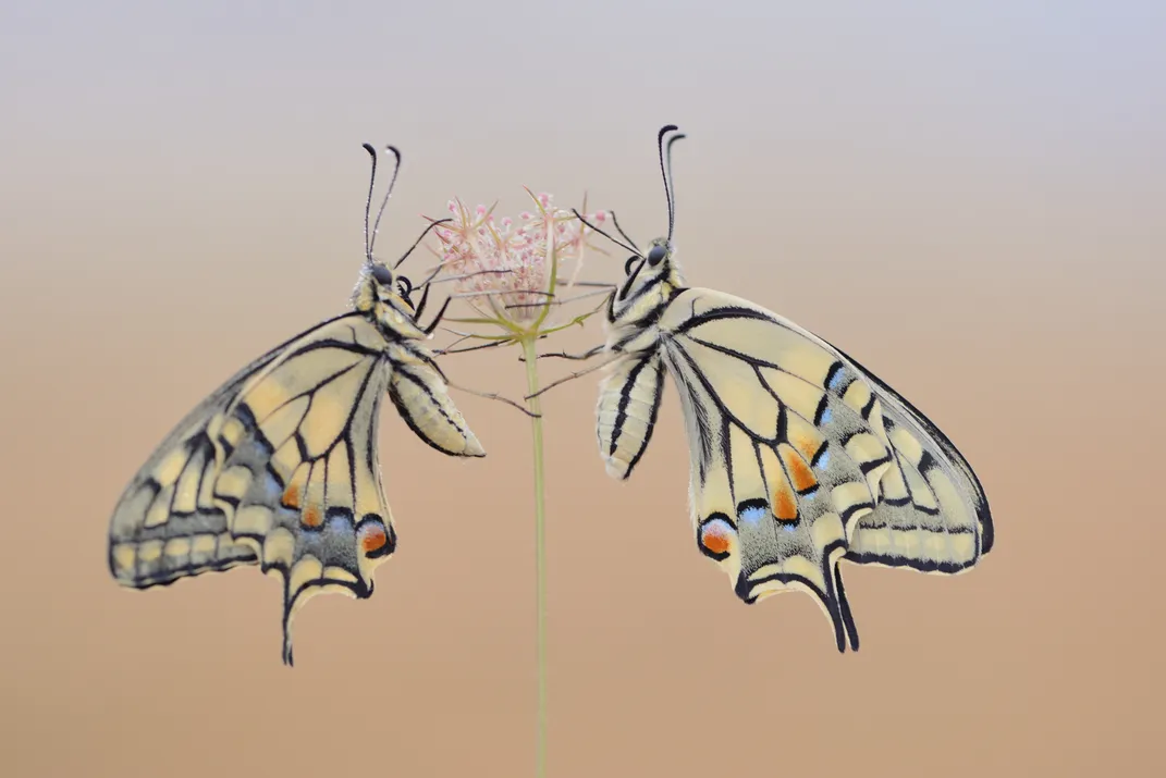 Pair