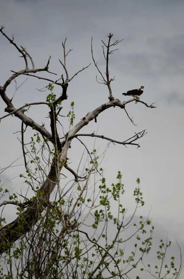 Osprey thumbnail