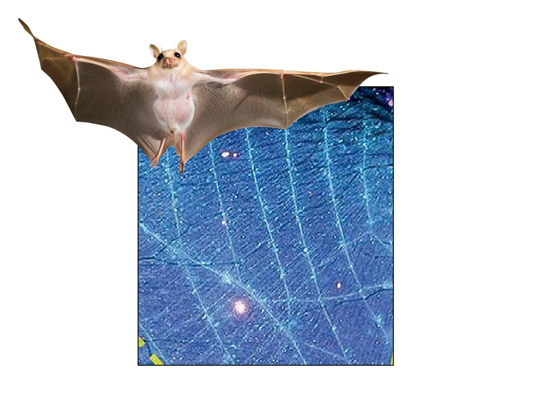 Bat wings