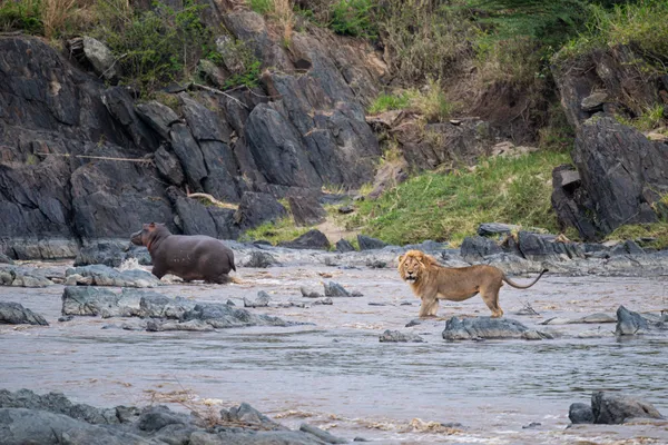 Lion crossing river thumbnail