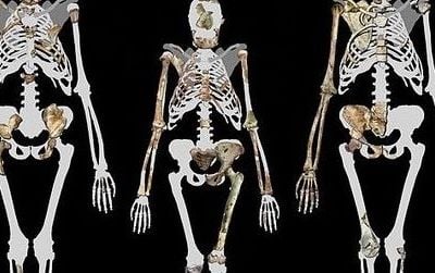 A trio of upright walkers: Lucy (middle) and Australopithecus sediba (left and right)