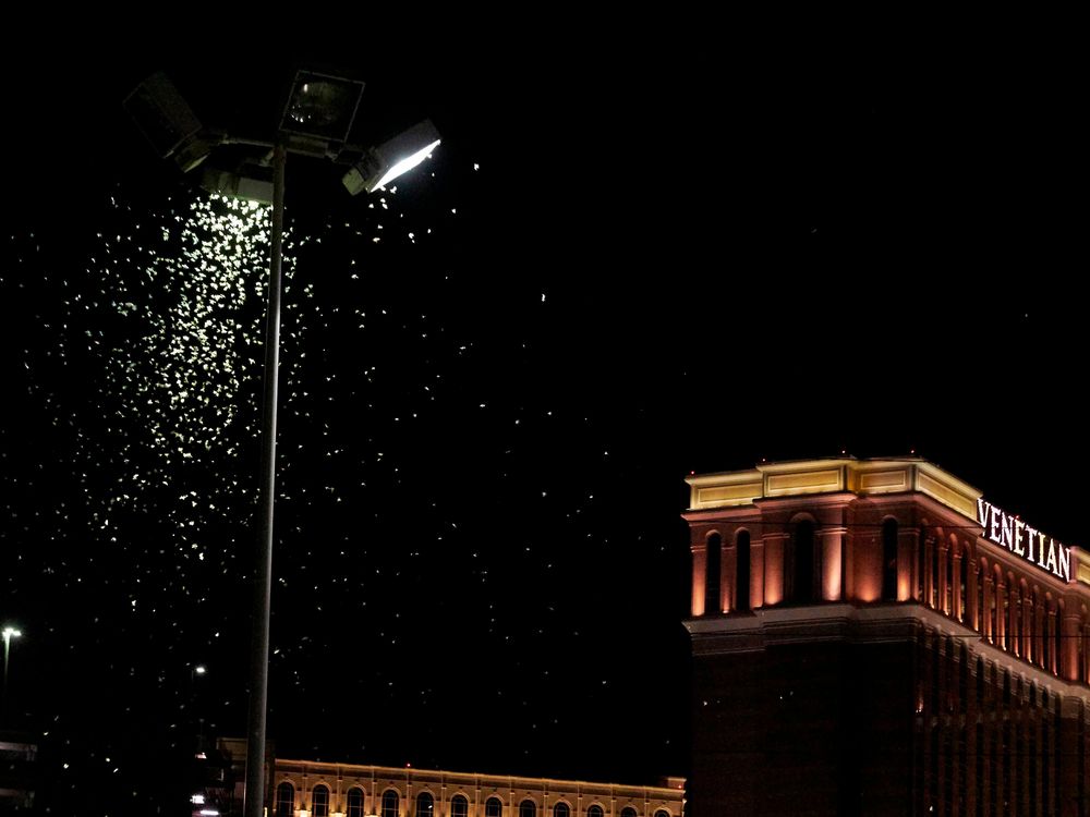 Grasshoppers swarm a street light a few blocks from the Las Vegas Strip