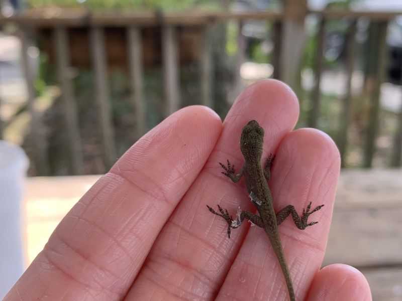 Baby lizard | Smithsonian Photo Contest | Smithsonian Magazine