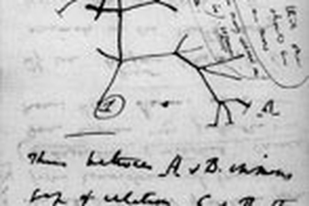 20110520083232Darwin_tree_of_life.jpg
