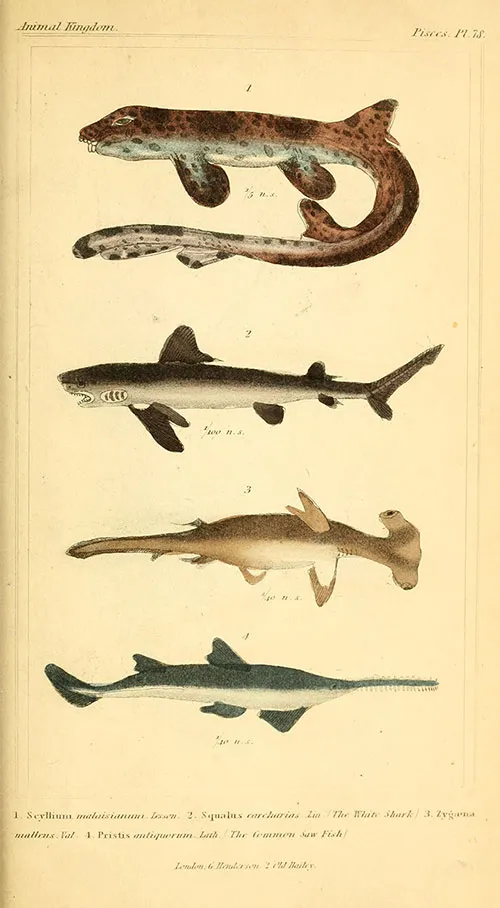 Sharks Were Once Called Sea Dogs, And Other Little-Known Facts