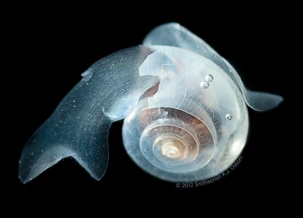 pteropod species