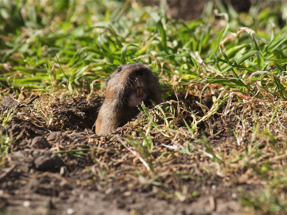 Gopher