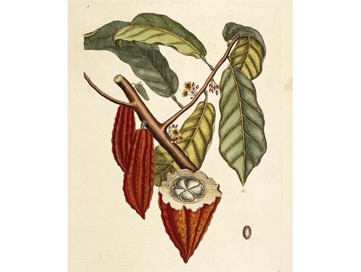 Cacao Illio