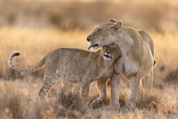 Affection between Mother and Cub thumbnail