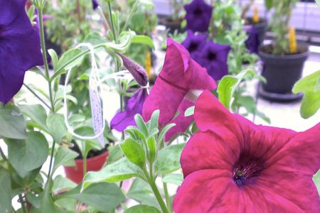 Revolution Bioengineering is working to genetically engineer petunias that continuously change from pink to blue and back again.