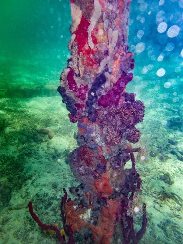 Corals & Sponges living on house pillar (No.3) thumbnail