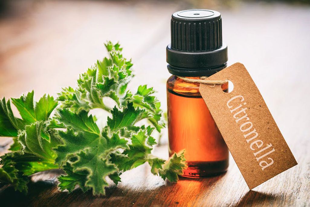 citronella.jpg