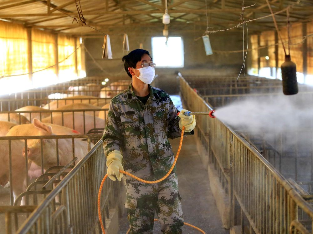 Worker disinfects hog pen in China