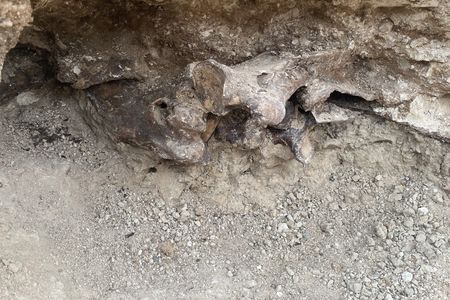 The first bones that the workers uncovered were buried between four and five feet underground, under ancient, compressed vegetation, per KTNV.