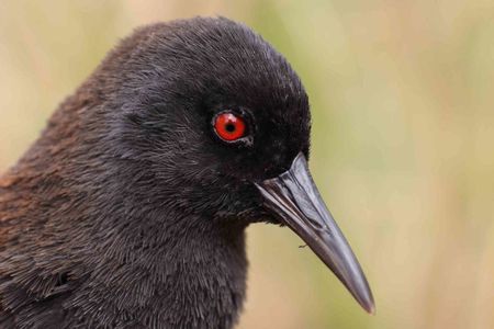 An Inaccessible Island rail
