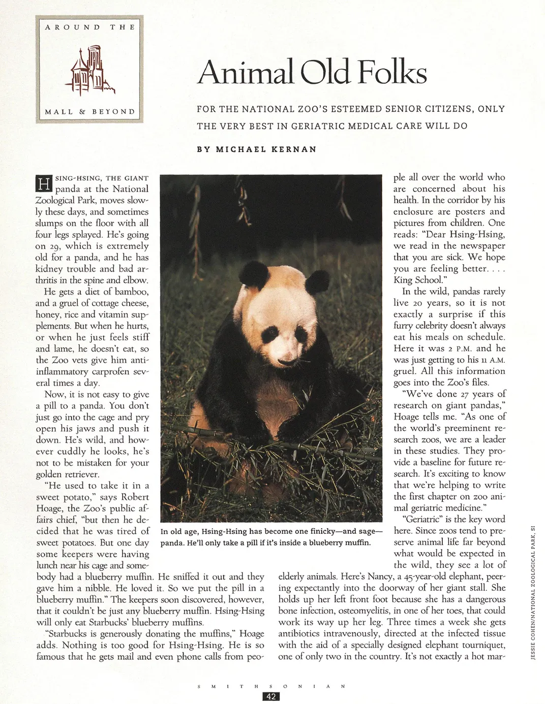 Hsing-Hsing in his old age, as photographed for the December 1999 issue of Smithsonian magazine