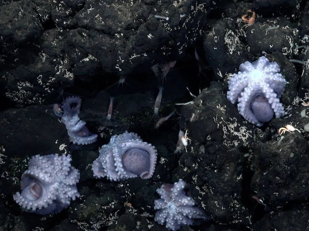 octopuses with their tentacles out, attached to rocky outcrops