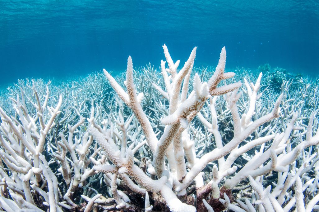 Bleached white corals in the Great Barrier Reef