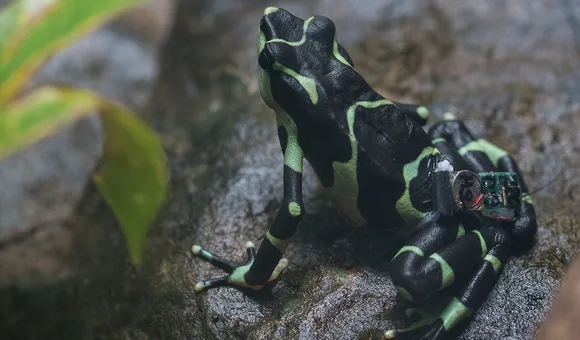 limosa-harlequin-frog-release.jpg