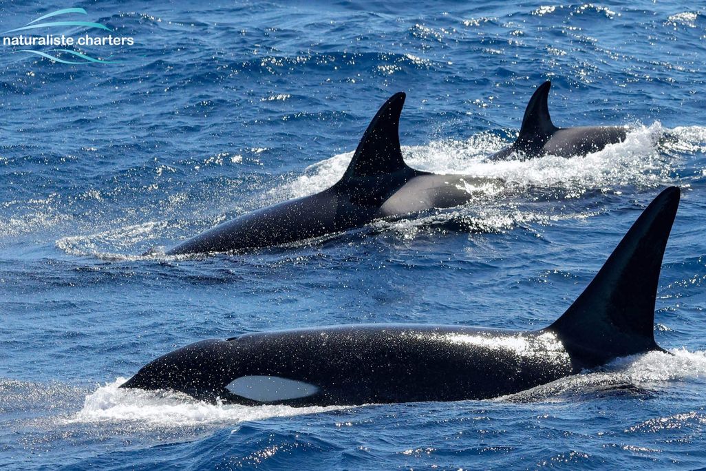 killer whales