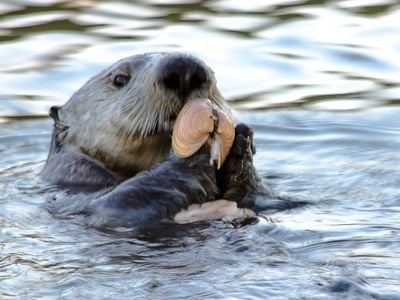 Smithsonian researchers found that otters that use tools aren't closely related.