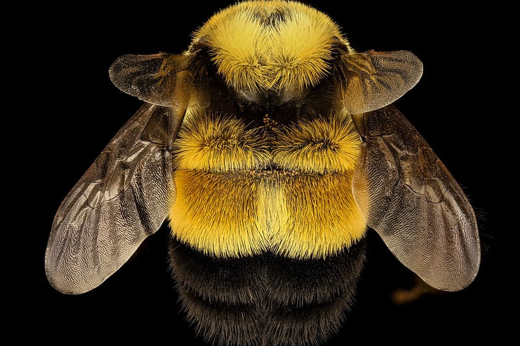 an overhead shot of a bumble bee