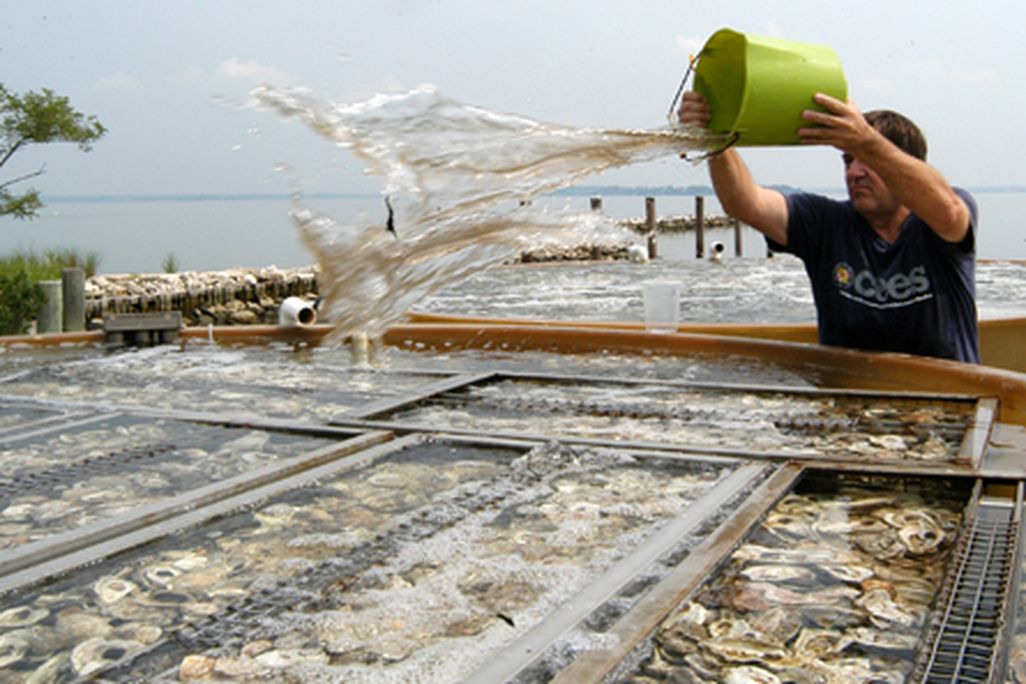 20110520104050who_killed_oyster.jpg