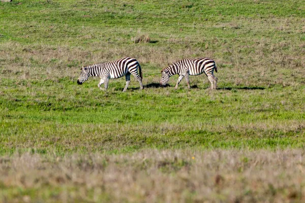 Zebras in California thumbnail