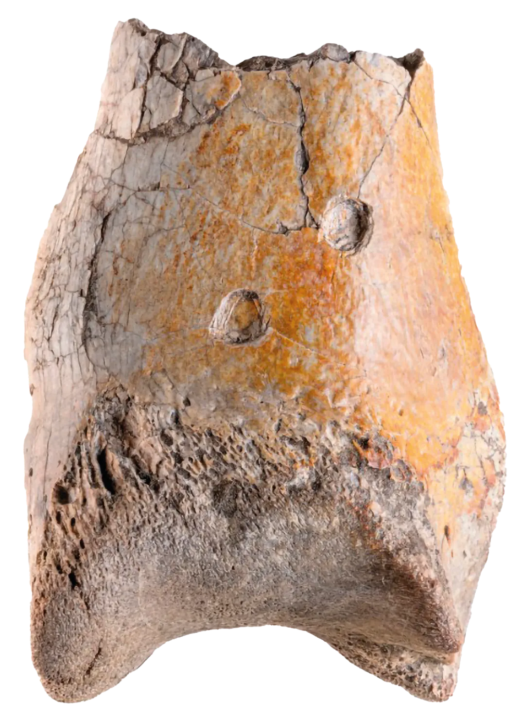 Bone with teeth marks