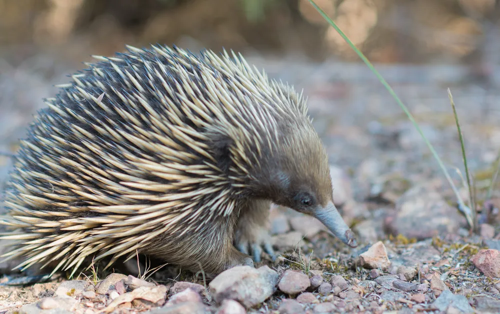 An echidna, a small spiny creature with a long nose, walking on gravel substrate