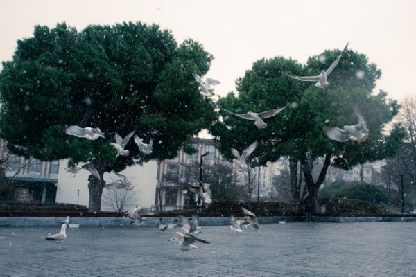 Fly like a bird thumbnail