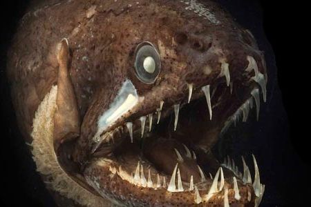 The Australian Dragonfish