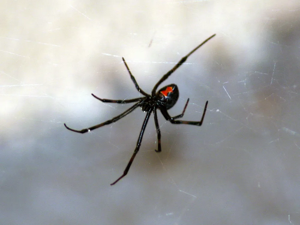 a black widow spider in a web