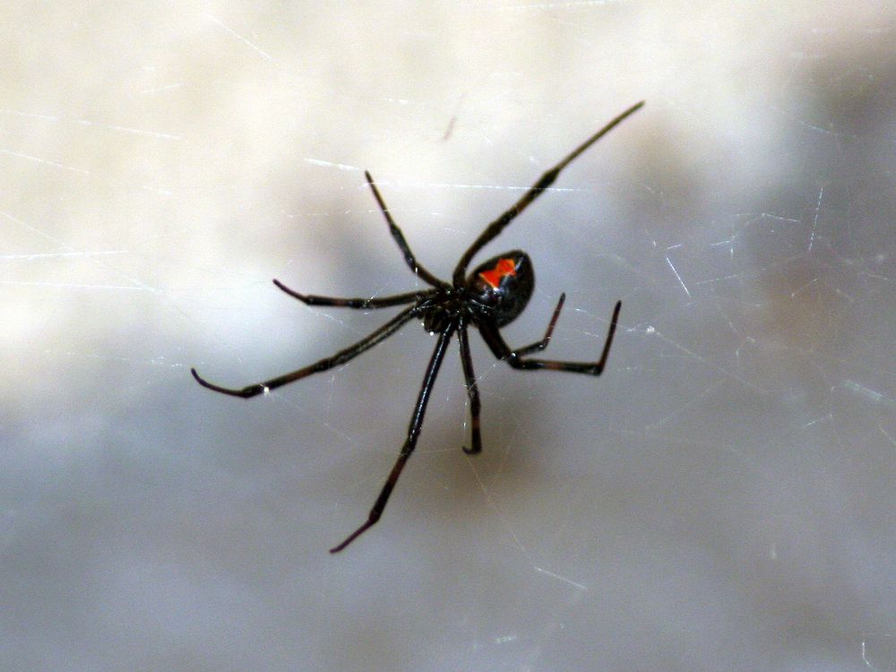 Black Widow Spider Identification & Behavior