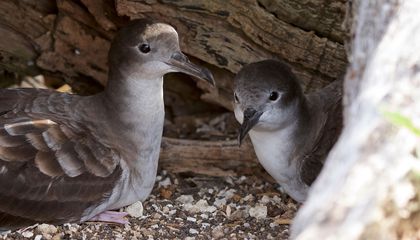 After Rats Were Eradicated From This Small Island, Seabirds Thrived