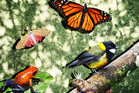 Monarchs, some frogs and other animals feed on toxic plants or bugs for protection