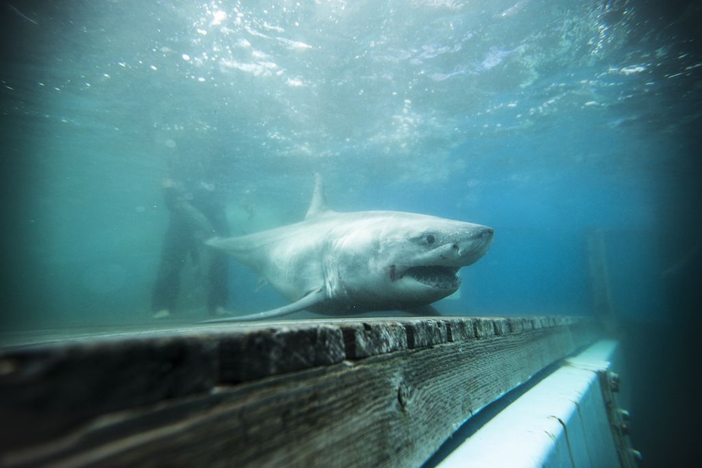 Great white shark underwater