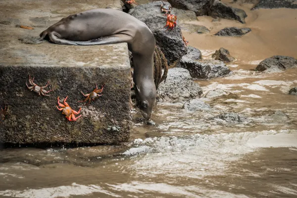 Sharing the shore thumbnail