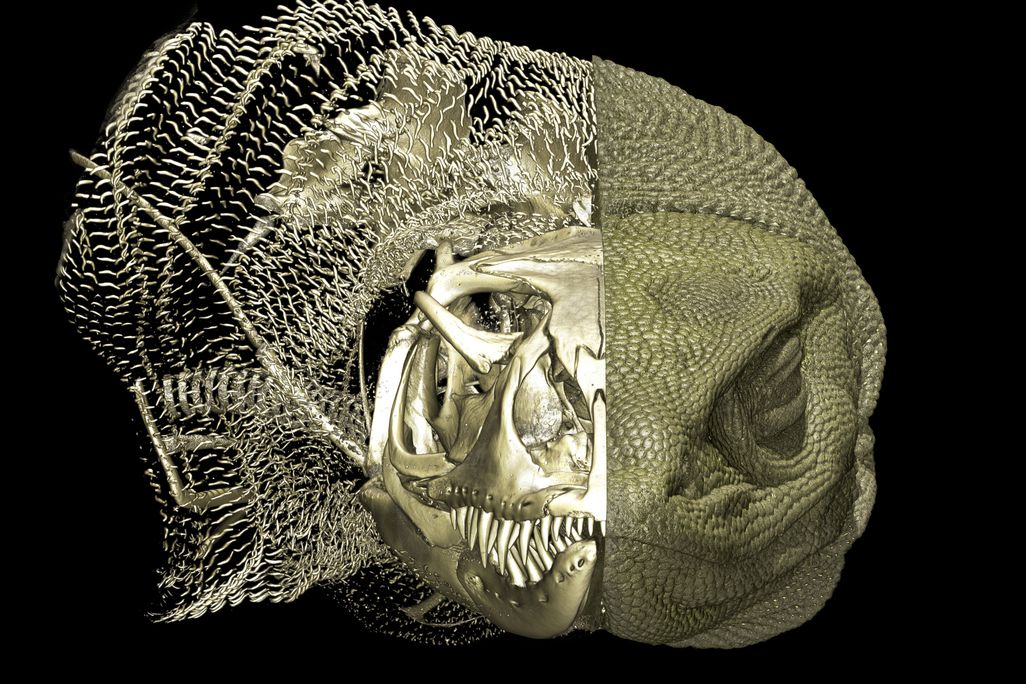 A Rosenberg goanna scan revealing osteoderms and the endoskeleton in the left half.
