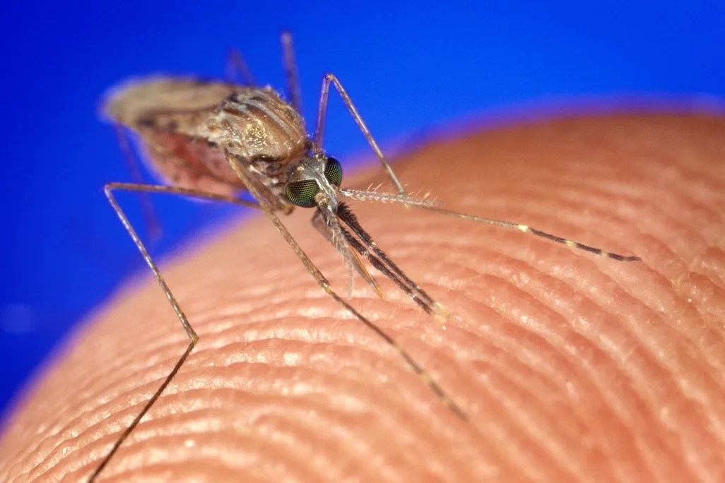 mosquito