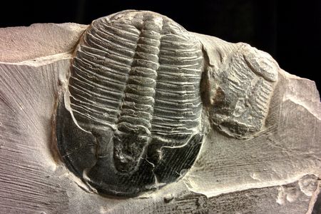 Fossil trilobites: We're good on oxygen, thanks.  