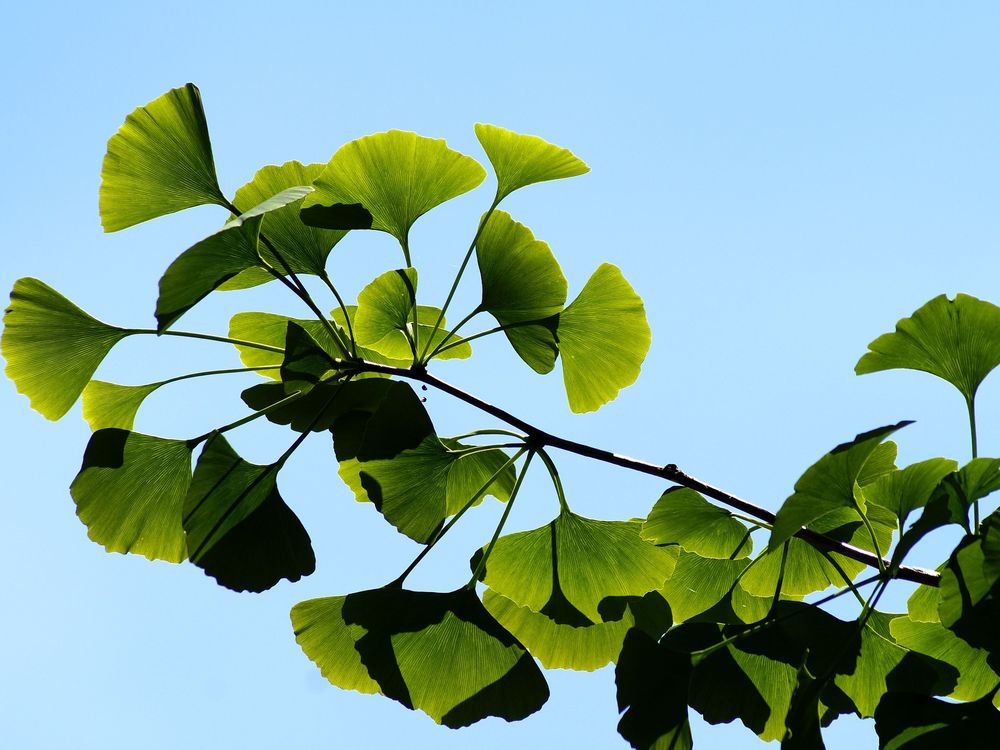 A Genetic Elixir of Life Helps Millennia-Old Ginkgo Trees Escape