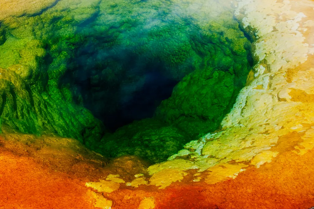 Morning glory yellowstone