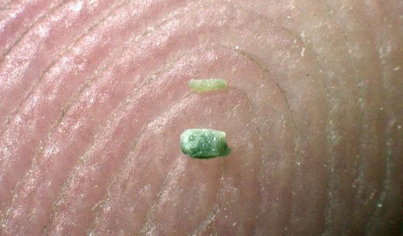 Two small fossil fragments of ancient brittle stars appear green as they rest on Ben Thuy's fingertip.