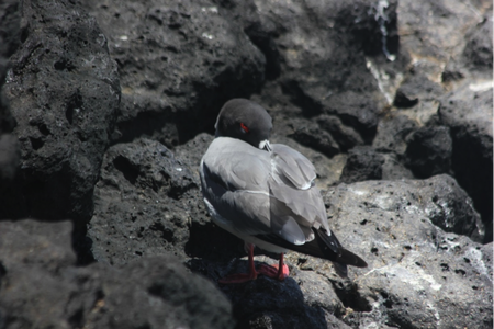 A nocturnal Swallow-tailed Gull sneaks in an afternoon nap, purposefully placing its beak atop its back and under its feathers to rest its neck and stay warm. (Matthew Williams)
