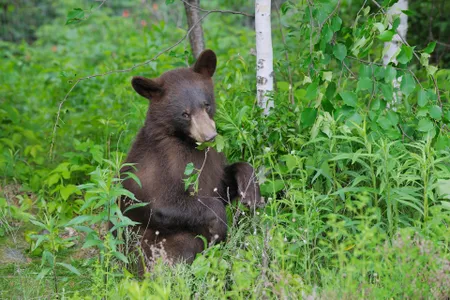 Black bears, like this one in Minnesota, which lick ants from leaves are providing an important benefit to the plant. 