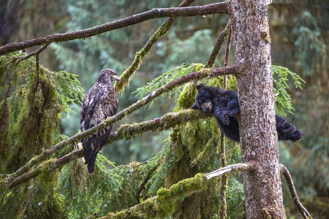 An image of an young eagle and a sleeping bear cub resting in a moss-covered tree.
