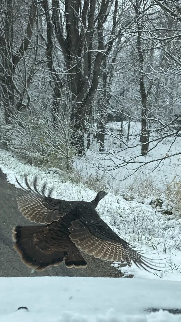 Wild Turkey Takes Flight thumbnail